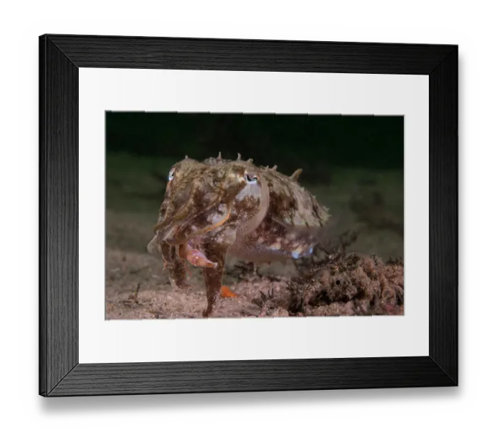 Framed Print : Mourning cuttlefish (Sepia plangon) feeding on a crab, whose claw is protruding between the cuttlefish's arms, Nelson Bay, New South Wales, Australia, Pacific Ocean Framed Print : Mourning cuttlefish (Sepia plangon) feeding on a crab, whose claw is protruding between the cuttlefish's arms, Nelson Bay, New South Wales, Australia, Pacific Ocean