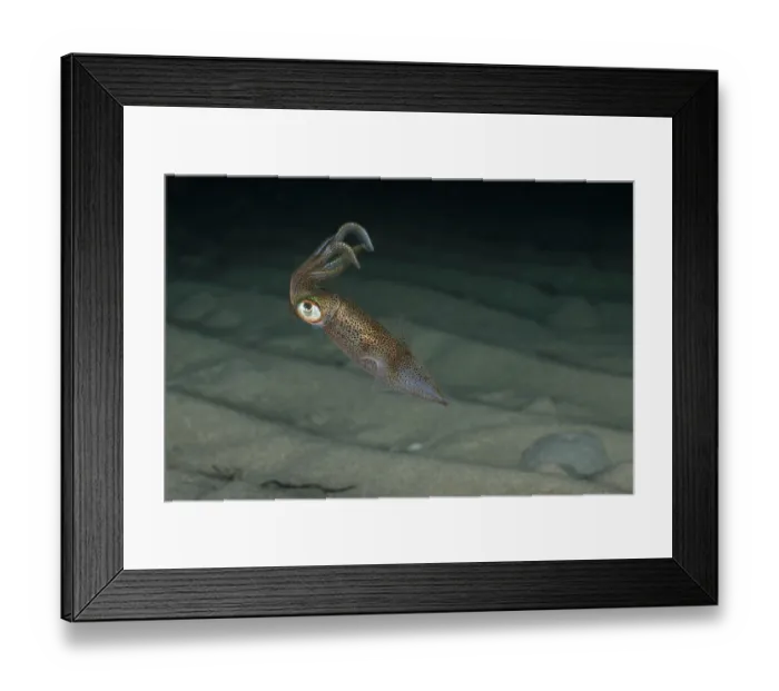 Framed Print : Southern calamari squid (Sepioteuthis australis) swimming over seabed, Rye Jetty, Victoria, Australia, Pacific Ocean Framed Print : Southern calamari squid (Sepioteuthis australis) swimming over seabed, Rye Jetty, Victoria, Australia, Pacific Ocean