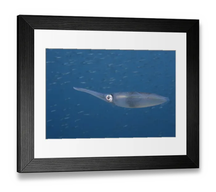 Framed Print : Bigfin reef squid (Sepioteuthis lesssoniana) hanging in the water watching a school of small fish swim by, Bali, Indonesia, Pacific Ocean Framed Print : Bigfin reef squid (Sepioteuthis lesssoniana) hanging in the water watching a school of small fish swim by, Bali, Indonesia, Pacific Ocean