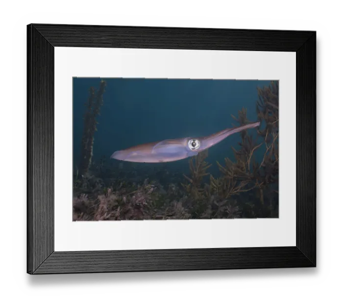 Framed Print : Southern calamari squid (Sepioteuthis australis) portrait, Wool Bay, South Australia, Pacific Ocean Framed Print : Southern calamari squid (Sepioteuthis australis) portrait, Wool Bay, South Australia, Pacific Ocean