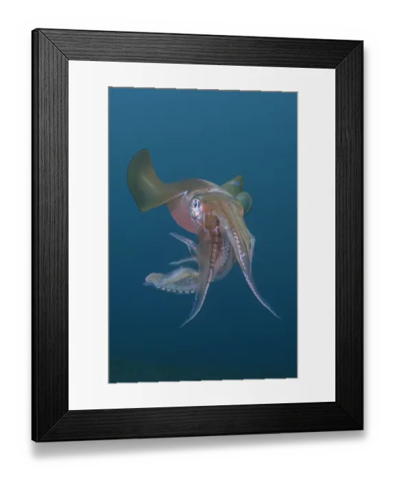Framed Print : Bigfin reef squid (Sepioteuthis lesssoniana) portrait, Bali, Indonesia, Pacific Ocean Framed Print : Bigfin reef squid (Sepioteuthis lesssoniana) portrait, Bali, Indonesia, Pacific Ocean
