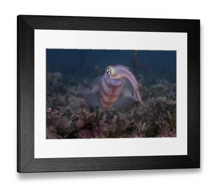 Framed Print : Southern calamari squid (Sepioteuthis australis) portrait, Wool Bay, South Australia, Pacific Ocean Framed Print : Southern calamari squid (Sepioteuthis australis) portrait, Wool Bay, South Australia, Pacific Ocean