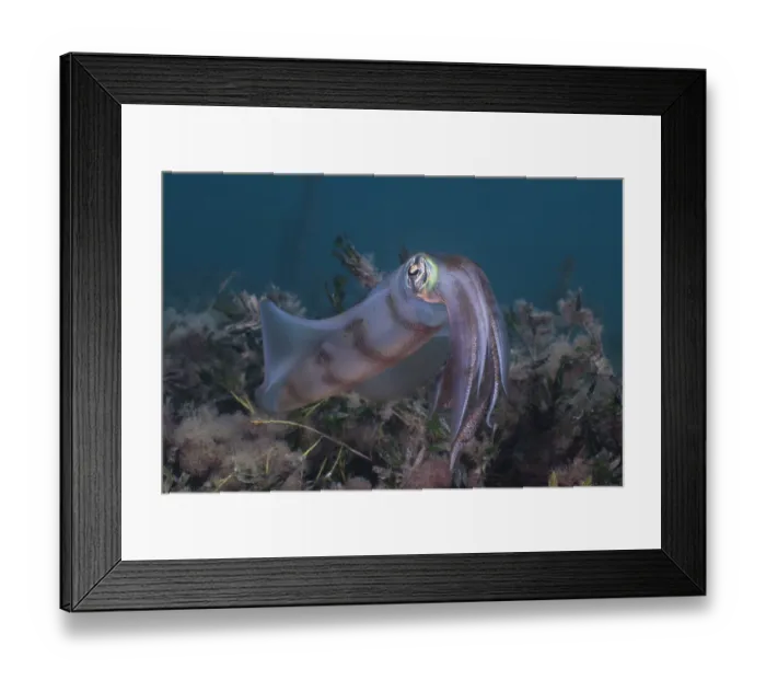 Framed Print : Southern calamari squid (Sepioteuthis australis) portrait, Wool Bay, South Australia, Pacific Ocean Framed Print : Southern calamari squid (Sepioteuthis australis) portrait, Wool Bay, South Australia, Pacific Ocean