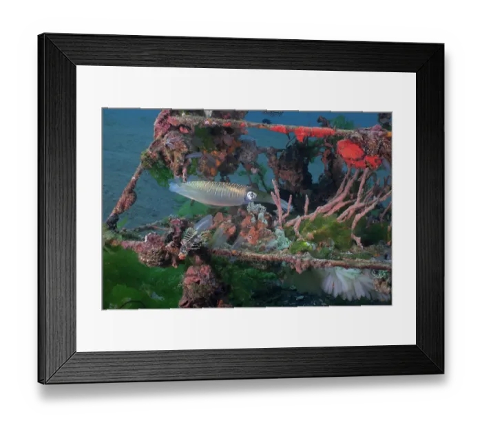 Framed Print : Bigfin reef squid (Sepioteuthis lesssoniana) arriving to lay its eggs on an artificial reef structure Framed Print : Bigfin reef squid (Sepioteuthis lesssoniana) arriving to lay its eggs on an artificial reef structure