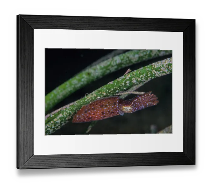Framed Print : Southern pygmy squid (Idiosepius notoides) female clinging to a blade of sea grass, Edithburgh, South Australia, Pacific Ocean Framed Print : Southern pygmy squid (Idiosepius notoides) female clinging to a blade of sea grass, Edithburgh, South Australia, Pacific Ocean