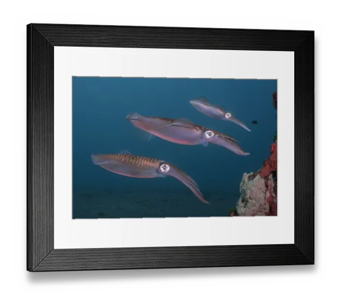 Framed Print : Three Bigfin reef squid (Sepioteuthis lesssoniana) arriving at artificial reef to lay their eggs, Bali, Indonesia, Pacific Ocean Framed Print : Three Bigfin reef squid (Sepioteuthis lesssoniana) arriving at artificial reef to lay their eggs, Bali, Indonesia, Pacific Ocean