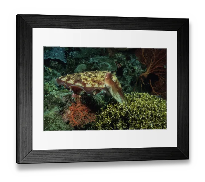 Framed Print : Broadclub cuttlefish (Sepia latimanus) female, reaching down into a colony of stinging hydrocoral to deposit an egg, Bunaken Marine National Park, North Sulawesi Island Framed Print : Broadclub cuttlefish (Sepia latimanus) female, reaching down into a colony of stinging hydrocoral to deposit an egg, Bunaken Marine National Park, North Sulawesi Island