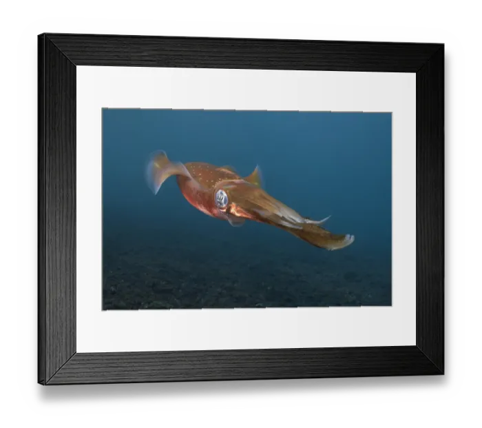 Framed Print : Bigfin reef squid (Sepioteuthis lessoniana) portrait, Bali, Indonesia, Pacific Ocean Framed Print : Bigfin reef squid (Sepioteuthis lessoniana) portrait, Bali, Indonesia, Pacific Ocean