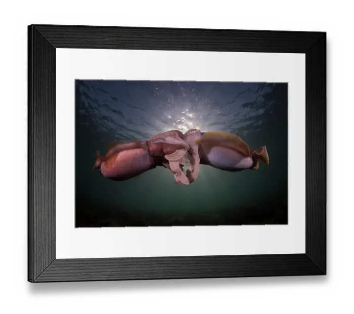 Framed Print : Giant cuttlefish (Sepia apama) pair mating, Point Lowly, South Australia, Pacific Ocean Framed Print : Giant cuttlefish (Sepia apama) pair mating, Point Lowly, South Australia, Pacific Ocean