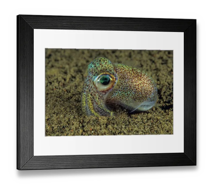 Framed Print : Berry's bobtail squid (Euprymna Berryi) portrait, Bali, Indonesia, Pacific Ocean Framed Print : Berry's bobtail squid (Euprymna Berryi) portrait, Bali, Indonesia, Pacific Ocean