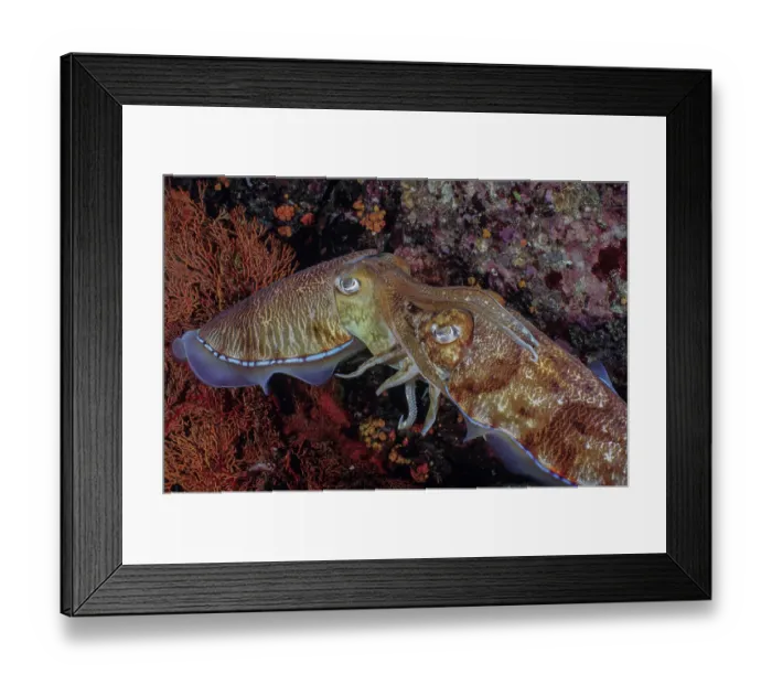 Framed Print : Pharaoh cuttlefish (Sepia pharaonis) pair mating, Thailand, Andaman Sea Framed Print : Pharaoh cuttlefish (Sepia pharaonis) pair mating, Thailand, Andaman Sea