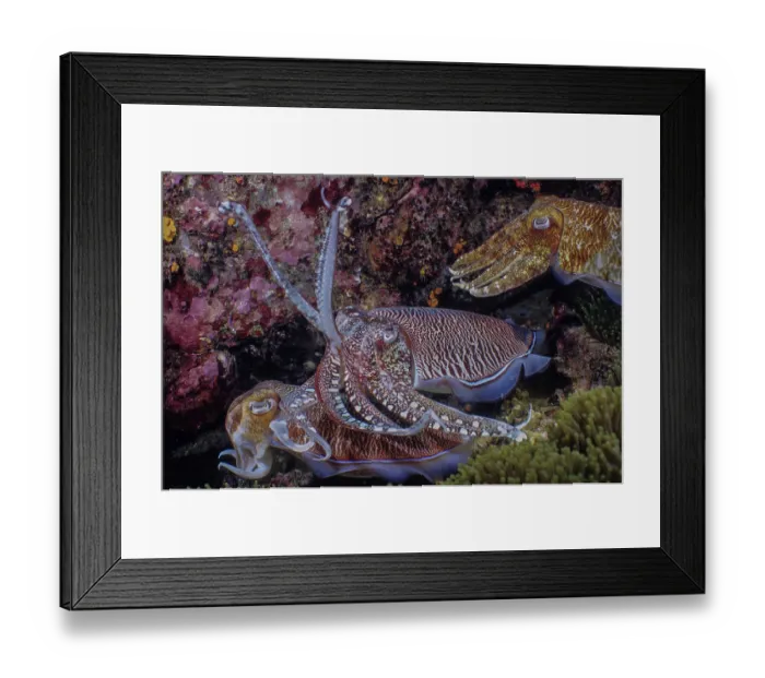 Framed Print : Pharaoh cuttlefish (Sepia pharaonis) male, hanging possessively above a female he has mated with while she is laying eggs Framed Print : Pharaoh cuttlefish (Sepia pharaonis) male, hanging possessively above a female he has mated with while she is laying eggs