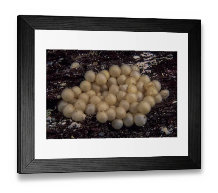 Framed Print : Striped pyjama squid (Sepioloidea lineolata) eggs with one newborn hatchling among them, Edithburgh, South Australia, Pacific Ocean Framed Print : Striped pyjama squid (Sepioloidea lineolata) eggs with one newborn hatchling among them, Edithburgh, South Australia, Pacific Ocean