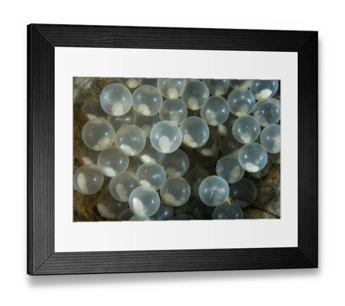 Framed Print : Needle cuttlefish (Sepia aculeata) eggs laid on the inside a coconut shell which has been turned over to photograph them Framed Print : Needle cuttlefish (Sepia aculeata) eggs laid on the inside a coconut shell which has been turned over to photograph them