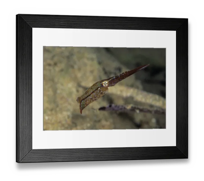 Framed Print : Southern pygmy squid (Idiosepius notoides) male, portrait, Edithburgh, South Australia, Pacific Ocean Framed Print : Southern pygmy squid (Idiosepius notoides) male, portrait, Edithburgh, South Australia, Pacific Ocean