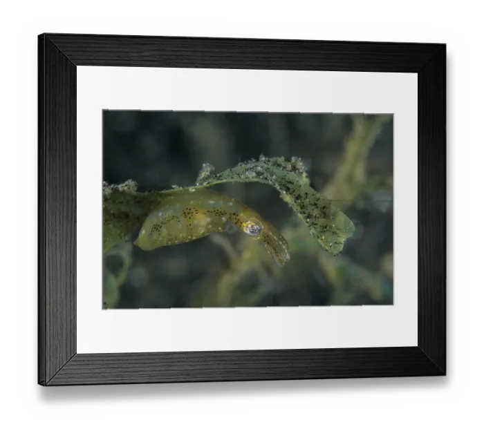 Framed Print : Two-tone pygmy squid (Idiosepius pygmaeus) camouflaged among vegetation, Lembeh Strait, North Sulawesi Island, Indonesia, Pacific Ocean