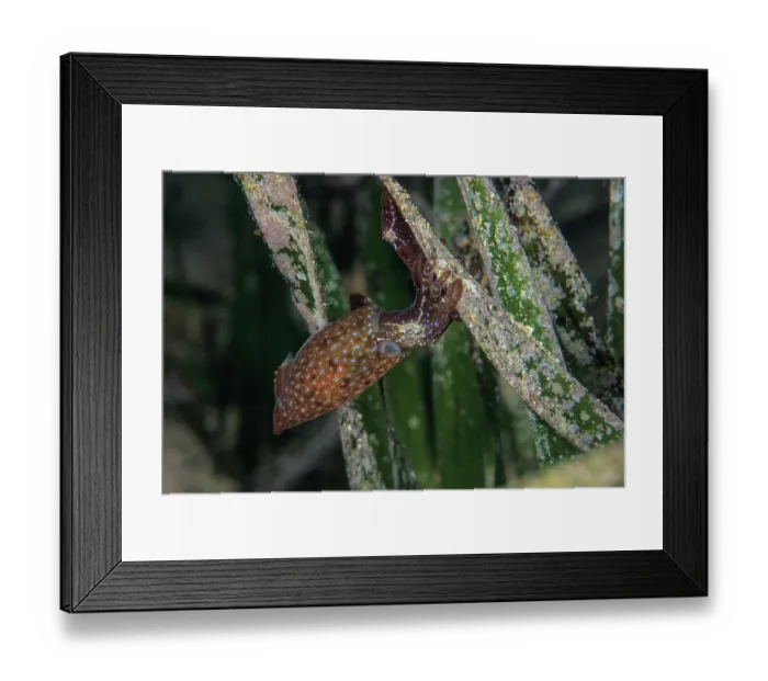 Framed Print : Southern pygmy squids (Idiosepius notoides) pair, swimming among seagrass Framed Print : Southern pygmy squids (Idiosepius notoides) pair, swimming among seagrass
