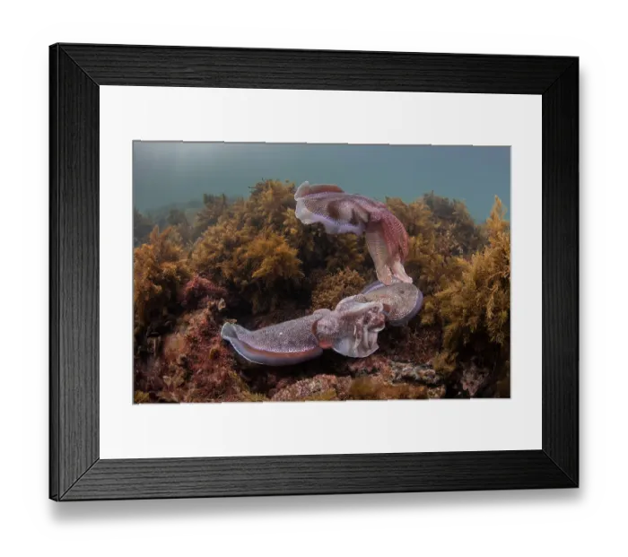 Framed Print : Giant cuttlefish (Sepia apama) pair mating Framed Print : Giant cuttlefish (Sepia apama) pair mating