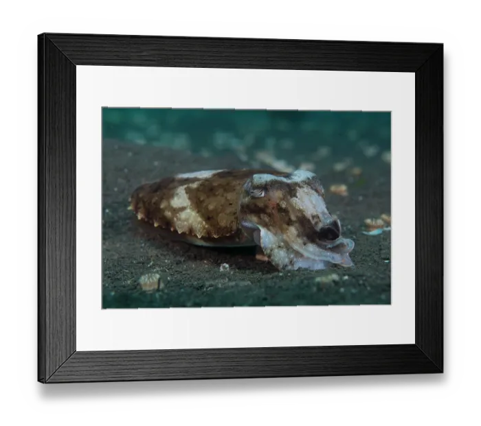Framed Print : Needle cuttlefish (Sepia aculeata) resting on the sandy seabed, Bali, Indonesia, Pacific Ocean