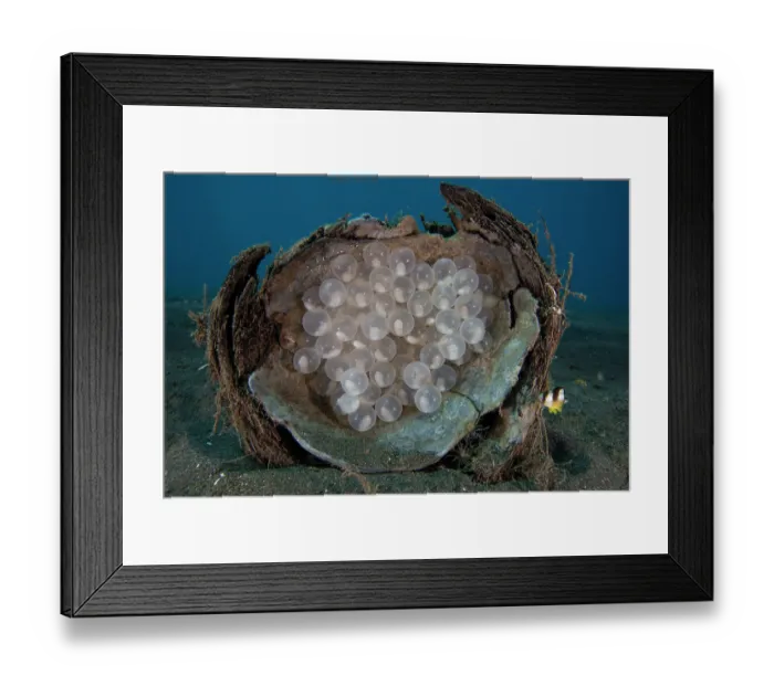 Framed Print : Needle cuttlefish (Sepia aculeata) eggs laid on the inside a coconut shell which has been turned over to photograph them Framed Print : Needle cuttlefish (Sepia aculeata) eggs laid on the inside a coconut shell which has been turned over to photograph them