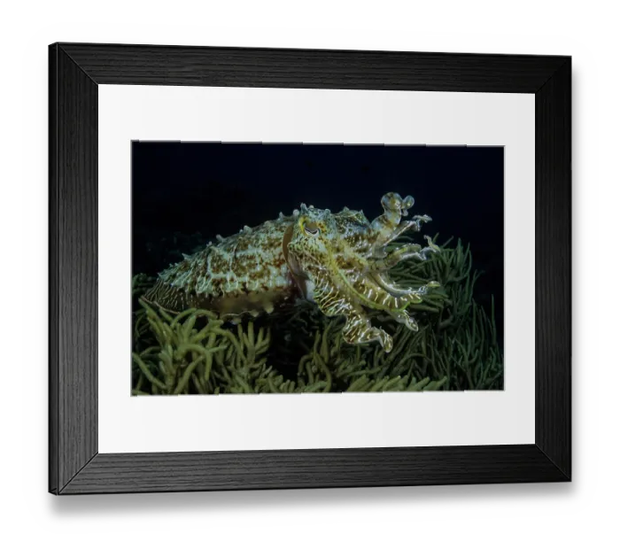 Framed Print : Broadclub cuttlefish (Sepia latimanus) with its skin papillae raised as part of its camouflage, hanging above a colony of leather coral, Milne Bay, Papua New Guinea, Pacific Ocean Framed Print : Broadclub cuttlefish (Sepia latimanus) with its skin papillae raised as part of its camouflage, hanging above a colony of leather coral, Milne Bay, Papua New Guinea, Pacific Ocean