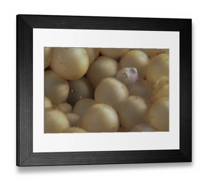 Framed Print : Striped pyjama squid (Sepioloidea lineolata) eggs close up, with one newborn hatchling sitting among them, Edithburgh, South Australia, Pacific Ocean Framed Print : Striped pyjama squid (Sepioloidea lineolata) eggs close up, with one newborn hatchling sitting among them, Edithburgh, South Australia, Pacific Ocean