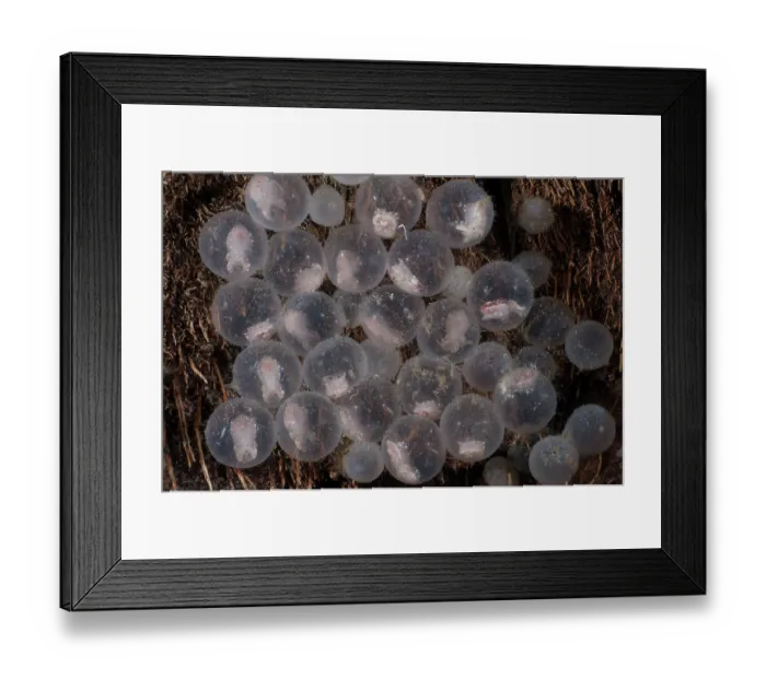 Framed Print : Flamboyant cuttlefish (Metasepia pfefferi) eggs that have been laid on a piece of coconut shell. The small cuttlefish are clearly visible inside the eggs Framed Print : Flamboyant cuttlefish (Metasepia pfefferi) eggs that have been laid on a piece of coconut shell. The small cuttlefish are clearly visible inside the eggs