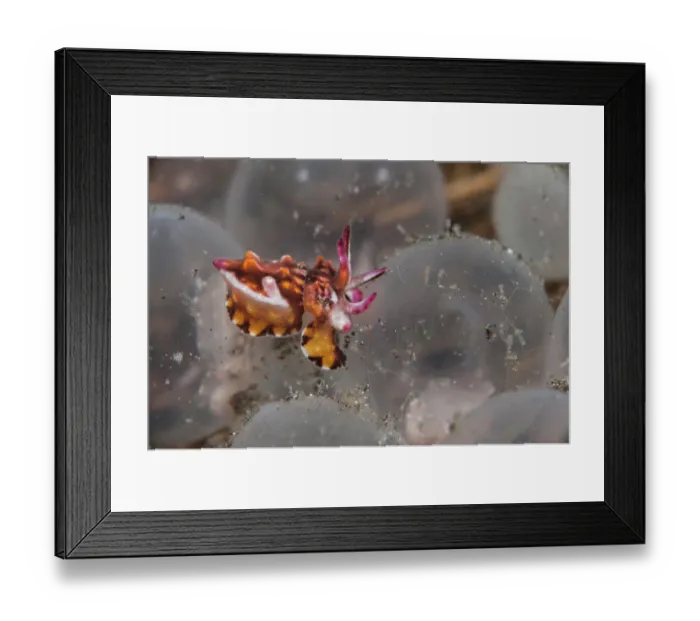 Framed Print : Flamboyant cuttlefish (Metasepia pfefferi) hatchling, sitting among the batch of eggs from which it has just hatched, Lembeh Strait, North Sulawesi Island, Indonesia Framed Print : Flamboyant cuttlefish (Metasepia pfefferi) hatchling, sitting among the batch of eggs from which it has just hatched, Lembeh Strait, North Sulawesi Island, Indonesia