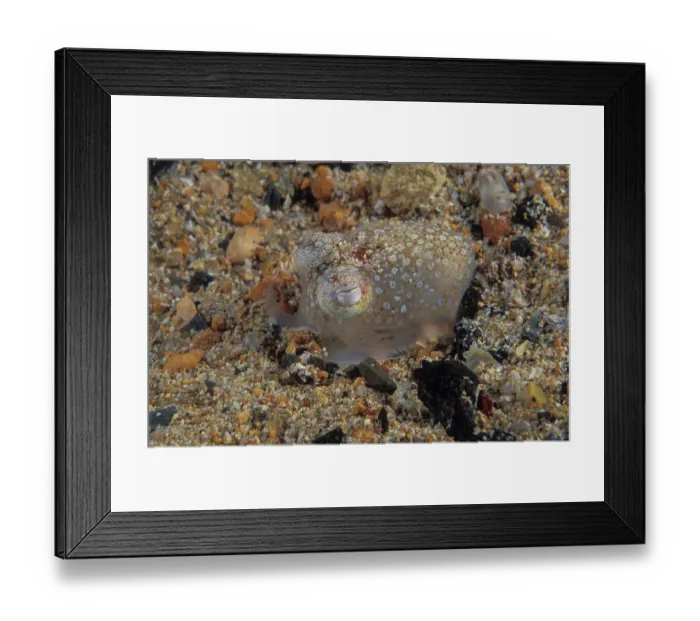 Framed Print : Southern bottletail squid (Sepiadarium austrinum) camouflaged on seabed, Edithburgh, South Australia, Pacific Ocean Framed Print : Southern bottletail squid (Sepiadarium austrinum) camouflaged on seabed, Edithburgh, South Australia, Pacific Ocean