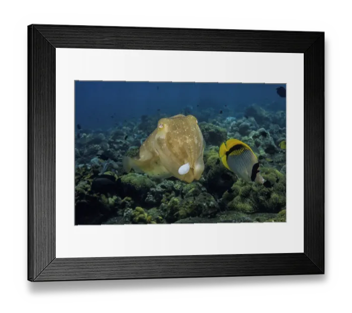 Framed Print : Broadclub cuttlefish (Sepia latimanus) female, carrying an egg to deposit in a colony of stinging hydrocoral Framed Print : Broadclub cuttlefish (Sepia latimanus) female, carrying an egg to deposit in a colony of stinging hydrocoral