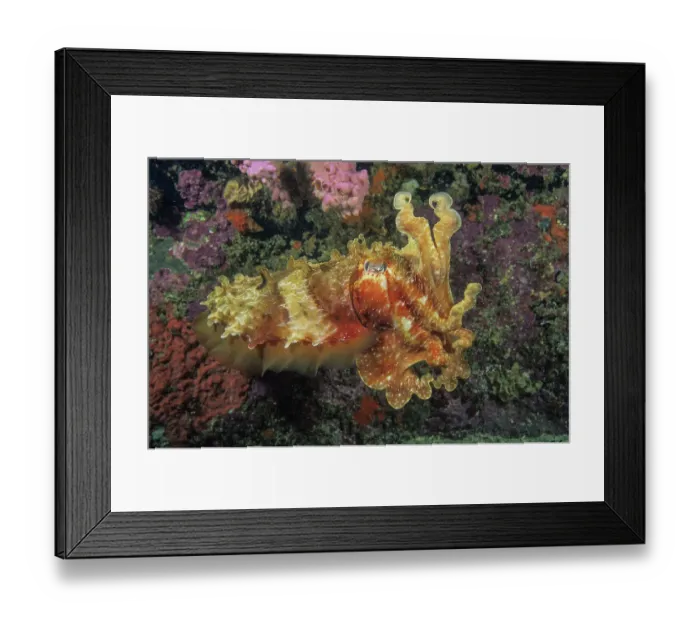 Framed Print : Giant cuttlefish (Sepia apama) displaying an orange-red coloured skin with raised skin papillae Framed Print : Giant cuttlefish (Sepia apama) displaying an orange-red coloured skin with raised skin papillae