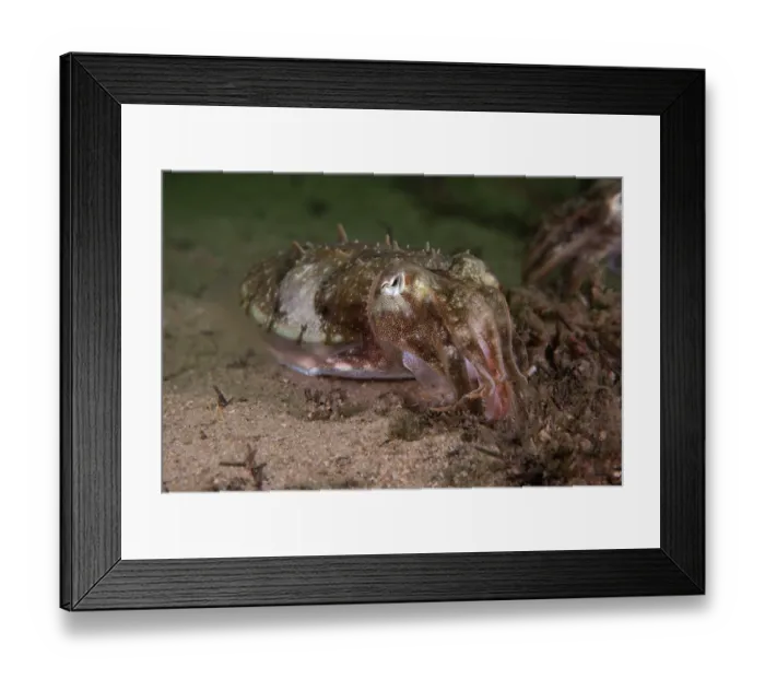 Framed Print : Mourning cuttlefish (Sepia plangon} feeding on a crab it has just captured) Framed Print : Mourning cuttlefish (Sepia plangon} feeding on a crab it has just captured)