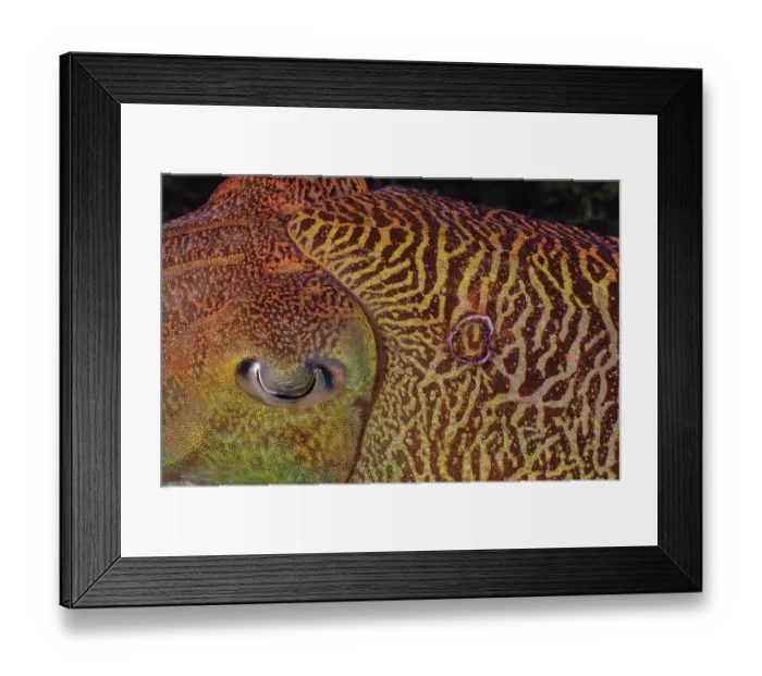 Framed Print : Pharaoh cuttlefish (Sepia pharaonis) male with a bite scar to the right of his eye Framed Print : Pharaoh cuttlefish (Sepia pharaonis) male with a bite scar to the right of his eye