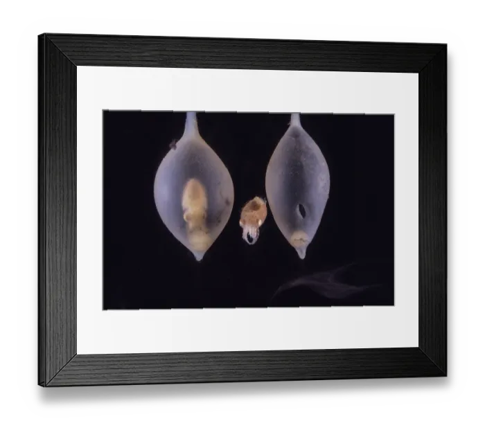 Framed Print : Giant cuttlefish (Sepia apama) newborn hatchling hanging beside the egg from which it has just emerged after four months of incubation. Beside it is a second unhatched egg Framed Print : Giant cuttlefish (Sepia apama) newborn hatchling hanging beside the egg from which it has just emerged after four months of incubation. Beside it is a second unhatched egg