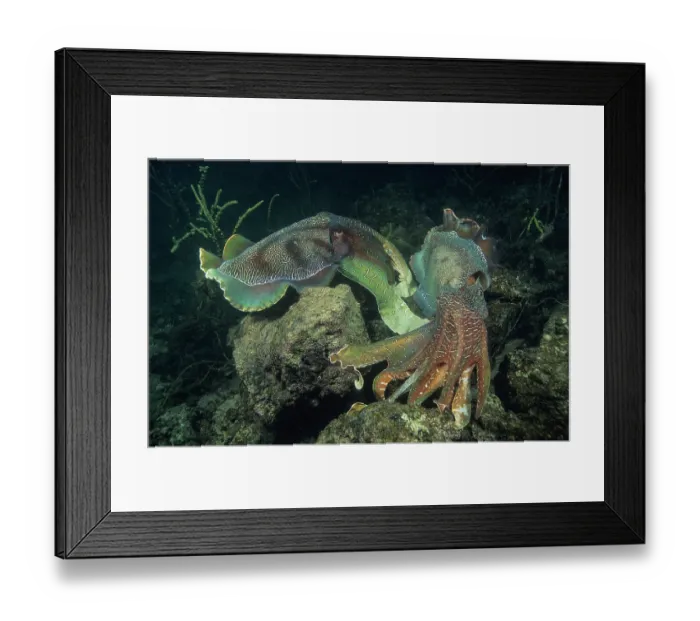 Framed Print : Two Giant cuttlefish (Sepia apama) males, battling for territory and the opportunity to mate with females Framed Print : Two Giant cuttlefish (Sepia apama) males, battling for territory and the opportunity to mate with females