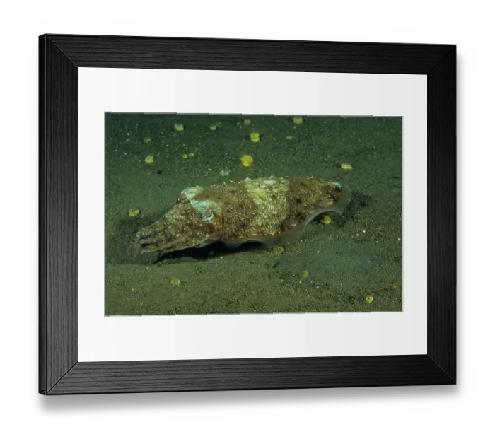 Framed Print : Needle cuttlefish (Sepia aculeata) on seabed displaying a circular white pattern on its back which is distinctive to this species, though not always displayed, Bali, Indonesia Framed Print : Needle cuttlefish (Sepia aculeata) on seabed displaying a circular white pattern on its back which is distinctive to this species, though not always displayed, Bali, Indonesia