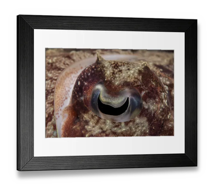 Framed Print : Needle cuttlefish (Sepia aculeata) eye detail, Raja Ampat, Indonesia, Pacific Ocean Framed Print : Needle cuttlefish (Sepia aculeata) eye detail, Raja Ampat, Indonesia, Pacific Ocean