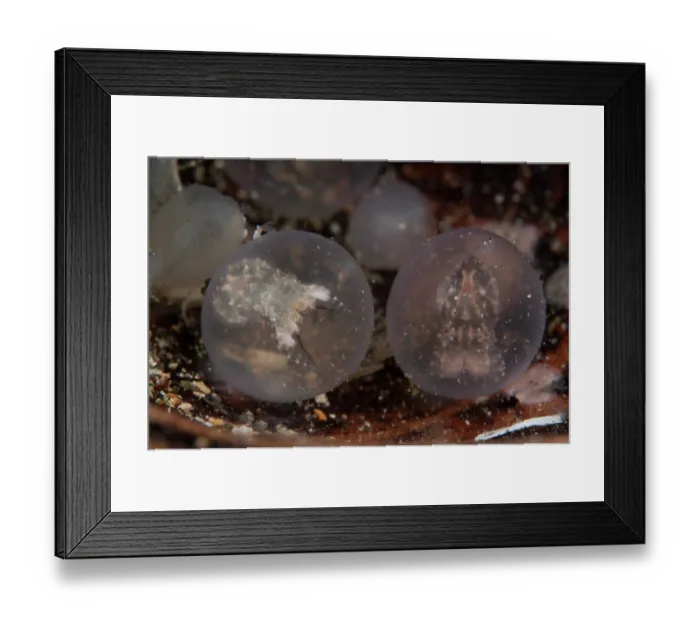 Framed Print : Two Flamboyant cuttlefish (Metasepia pfefferi) still in their eggs, ready to hatch, Milne Bay, Papua New Guinea, Pacific Ocean Framed Print : Two Flamboyant cuttlefish (Metasepia pfefferi) still in their eggs, ready to hatch, Milne Bay, Papua New Guinea, Pacific Ocean