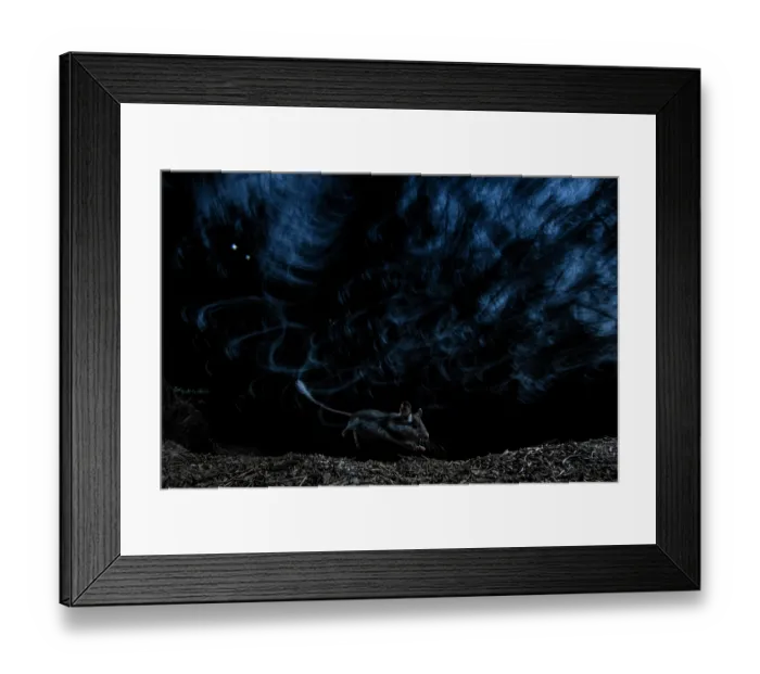 Framed Print : Garden dormouse (Eliomys quercinus) running through forest at night, Mont Avic natural park, Aosta valley, Italy. July Framed Print : Garden dormouse (Eliomys quercinus) running through forest at night, Mont Avic natural park, Aosta valley, Italy. July