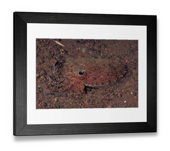 Framed Print : Needle cuttlefish (Sepia aculeata) displaying camouflage colouration to hide in the sand, night dive at Seraya Beach, Bali, Indonesia, Pacific Ocean Framed Print : Needle cuttlefish (Sepia aculeata) displaying camouflage colouration to hide in the sand, night dive at Seraya Beach, Bali, Indonesia, Pacific Ocean