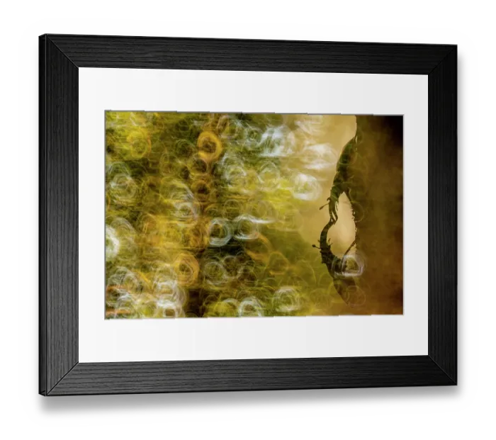 Framed Print : Two Stag beetle (Lucanus cervus) males fighting, Mugello, Tuscany, Italy. June Framed Print : Two Stag beetle (Lucanus cervus) males fighting, Mugello, Tuscany, Italy. June