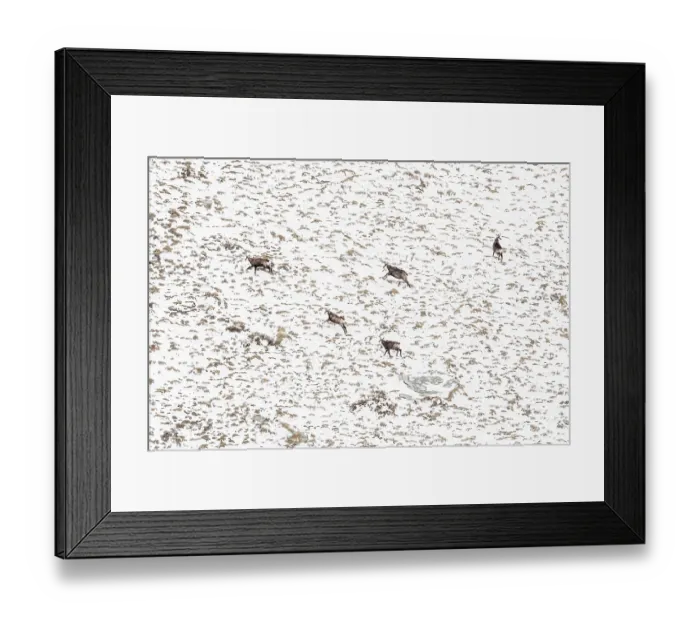 Framed Print : Group of Chamois (Rupicapra rupicapra) running up snow-covered mountainside, Mont Avic natural park, Aosta Valley, Alps, Italy. January Framed Print : Group of Chamois (Rupicapra rupicapra) running up snow-covered mountainside, Mont Avic natural park, Aosta Valley, Alps, Italy. January