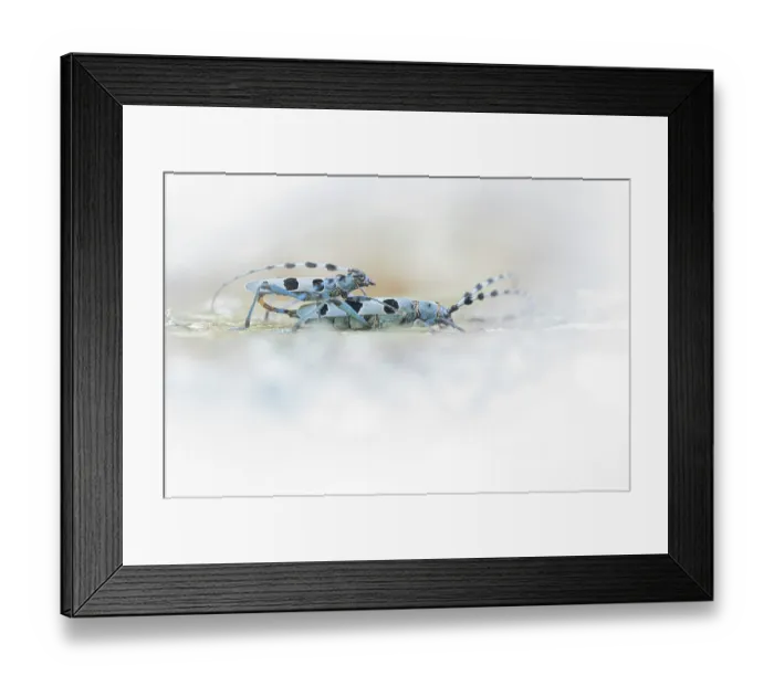 Framed Print : Rosalia alpina beetles (Rosalia Alpina) pair mating, Tuscan-Emilian Apennines, Tuscany, Italy. July Framed Print : Rosalia alpina beetles (Rosalia Alpina) pair mating, Tuscan-Emilian Apennines, Tuscany, Italy. July