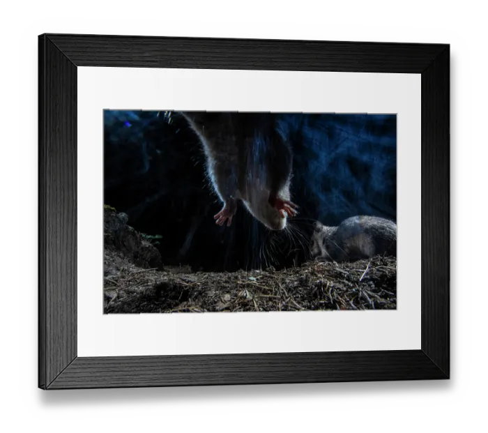 Framed Print : Two Fat dormice (Glis glis) competing for food in forest at night, Mont Avic natural park, Aosta Valley, Alps, Italy. August Framed Print : Two Fat dormice (Glis glis) competing for food in forest at night, Mont Avic natural park, Aosta Valley, Alps, Italy. August