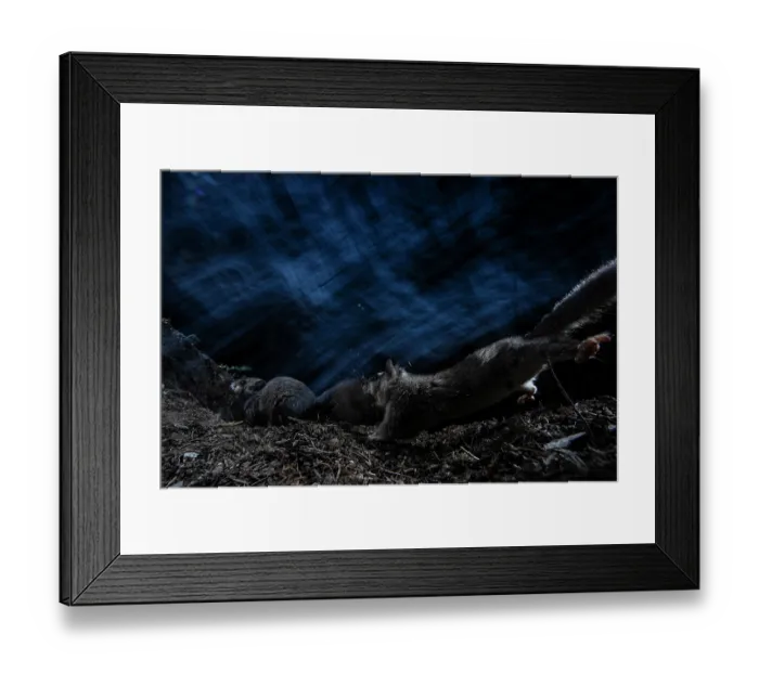 Framed Print : Two Fat dormice (Glis glis) competing for food in forest at night, Mont Avic natural park, Aosta Valley, Alps, Italy. August Framed Print : Two Fat dormice (Glis glis) competing for food in forest at night, Mont Avic natural park, Aosta Valley, Alps, Italy. August
