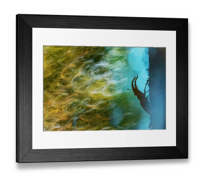 Framed Print : Stag beetle (Lucanus cervus) male, resting on tree trunk, Mugello, Tuscany, Italy. June Framed Print : Stag beetle (Lucanus cervus) male, resting on tree trunk, Mugello, Tuscany, Italy. June