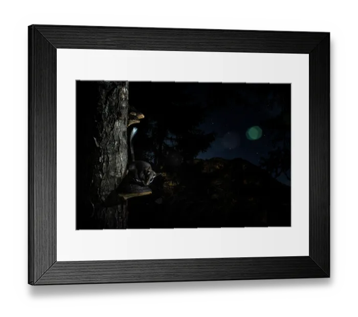 Framed Print : Garden dormouse (Eliomys quercinus) resting on fungus on tree trunk in forest at night, Mont Avic natural park, Aosta valley, Italy. July Framed Print : Garden dormouse (Eliomys quercinus) resting on fungus on tree trunk in forest at night, Mont Avic natural park, Aosta valley, Italy. July