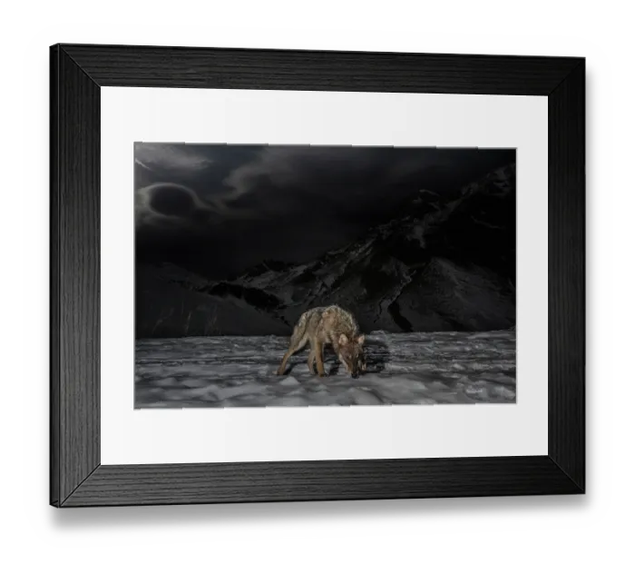 Framed Print : Apennine wolf (Canis lupus italicus) patrolling its territory in winter, Mont Avic Natural Park, Aosta Valley, Alps, Italy. December Framed Print : Apennine wolf (Canis lupus italicus) patrolling its territory in winter, Mont Avic Natural Park, Aosta Valley, Alps, Italy. December