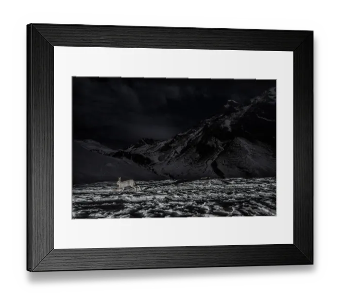 Framed Print : Mountain hare (Lepus timidus) running over snow at night, Mont Avic natural park, Aosta valley, Alps, Italy. January Framed Print : Mountain hare (Lepus timidus) running over snow at night, Mont Avic natural park, Aosta valley, Alps, Italy. January