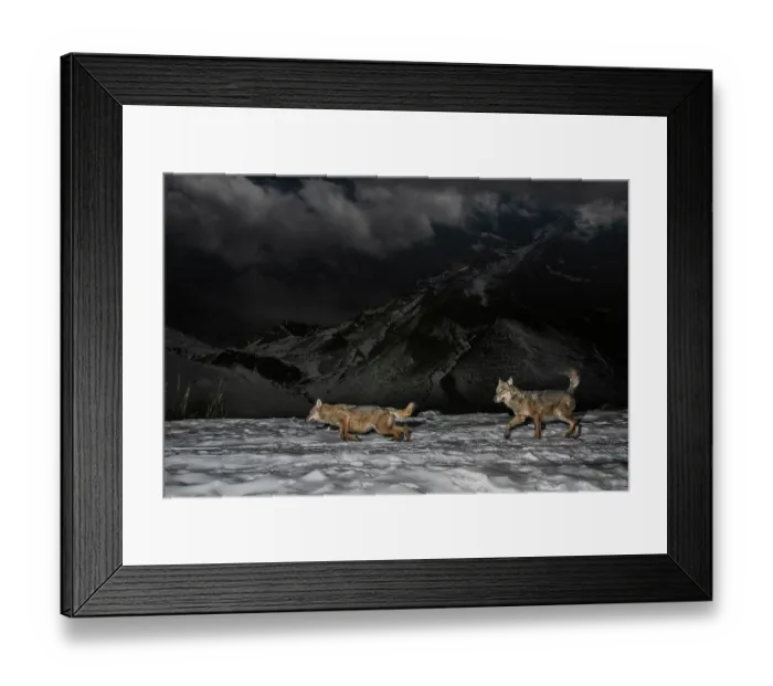 Framed Print : Two Apennine wolves (Canis lupus italicus) walking over snow at night, Mont Avic Natural Park, Aosta Valley, Alps, Italy. December Framed Print : Two Apennine wolves (Canis lupus italicus) walking over snow at night, Mont Avic Natural Park, Aosta Valley, Alps, Italy. December